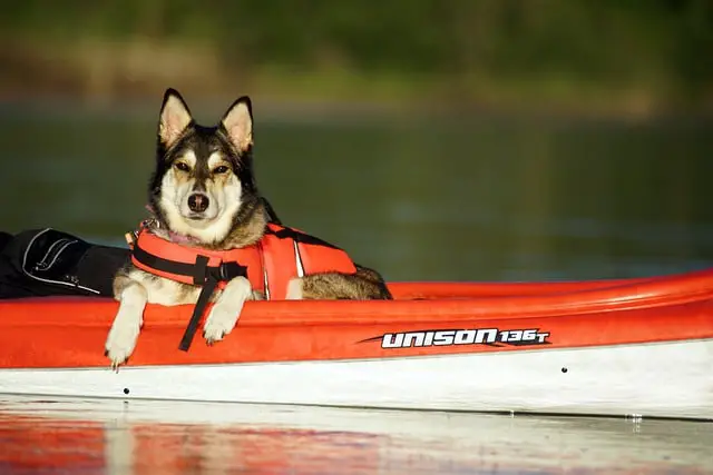 Dog in a Kayak